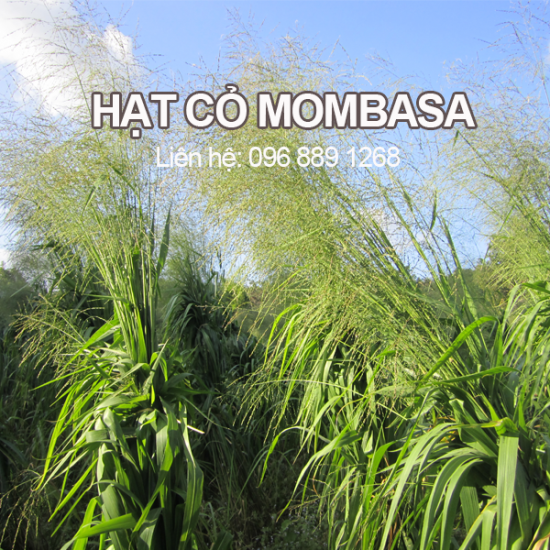 Hạt cỏ giống Mombasa